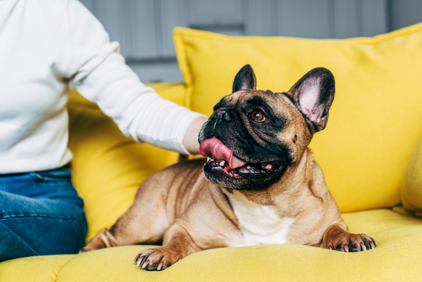 cropped view of woman touching cute french bulldog lying on yellow sofa   - Foto, afbeelding
