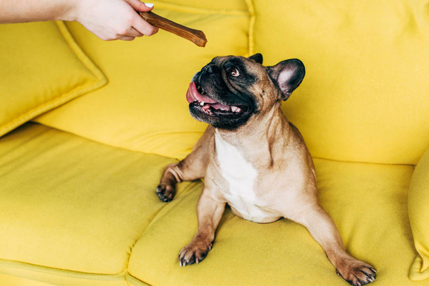 cropped view of woman giving bone-shaped snack to cute french bulldog  - Foto, Imagem