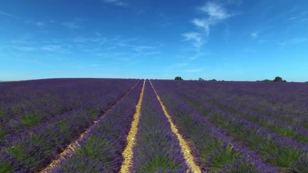 空中ローアングル:夢のプロヴァンス、フランスで無限のラベンダーの列の上を飛びます。フランスの田舎に咲く幻想的なラベンダー畑。青空の下に並びに成長する美しいラベンダーの花 - 映像、動画
