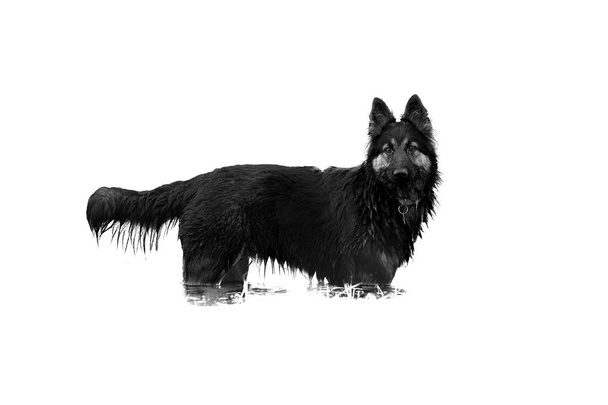 hairy dog isolated on white background  - Photo, Image