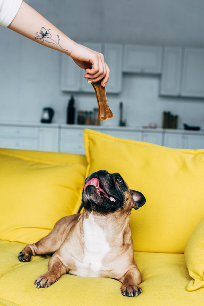 vista cortada de mulher dando snack em forma de osso para bulldog francês bonito deitado no sofá amarelo
  - Foto, Imagem