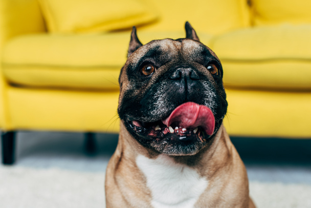 close up of cute french bulldog showing tongue at home - Фото, зображення