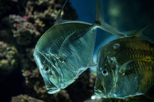 lookdown (Selene vomer), tropical aquarium with fish, Salt water marine fish, interesting american fish - Photo, image