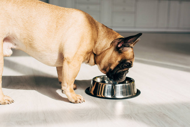 hungry french bulldog looking at bowl in room with sunshine  - Foto, Bild
