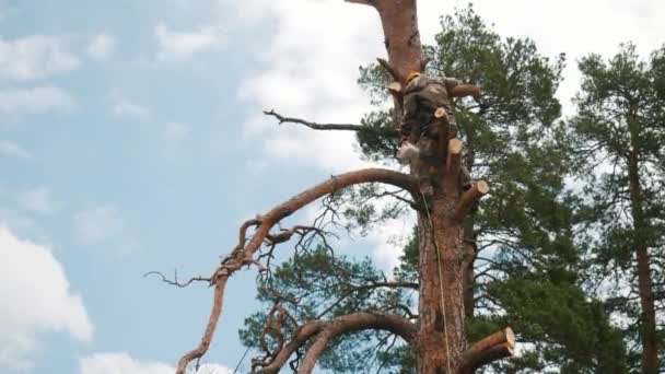 Erkek üniforma ve koruyucu turuncu kask ile emniyet kayışları yüksek çam ağacında ayakta ve testere ile dalları kesme. Stok görüntüleri. Profesyonel ağaç düzeltici - Video, Çekim