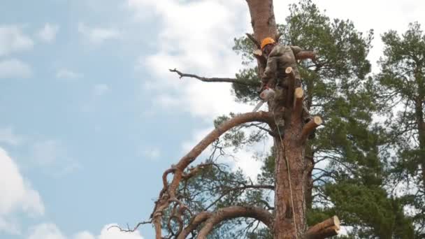 Ein Mann in Uniform und orangefarbenem Schutzhelm steht auf einer hohen Kiefer und schneidet mit der Kettensäge Äste. Archivmaterial. professioneller Baumschneider - Filmmaterial, Video
