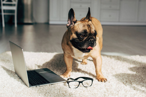 söpö ranskalainen bulldog seisoo matolla lähellä kannettavaa tietokonetta ja lasit
  - Valokuva, kuva