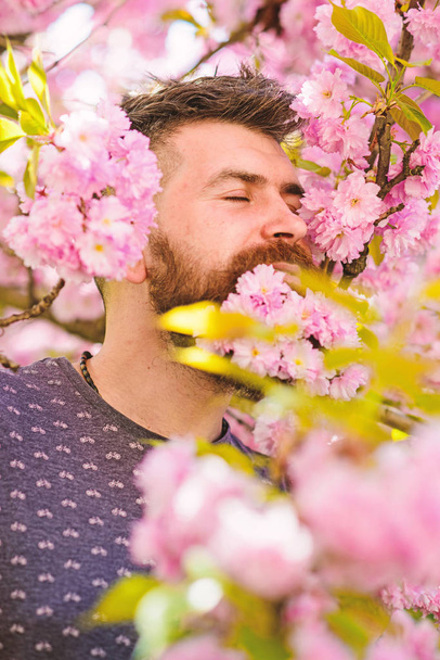 Man with beard and mustache on calm face near pink flowers. Unity with nature concept. Bearded man with fresh haircut with bloom of sakura on background. Hipster with sakura blossom in beard - Foto, Bild