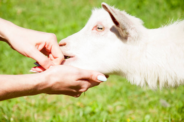 girl feeding goat with herbs on farm - Photo, Image