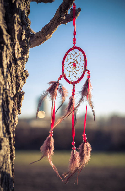 Ancient indian amulet "Dream Catcher" on a tree - Photo, Image