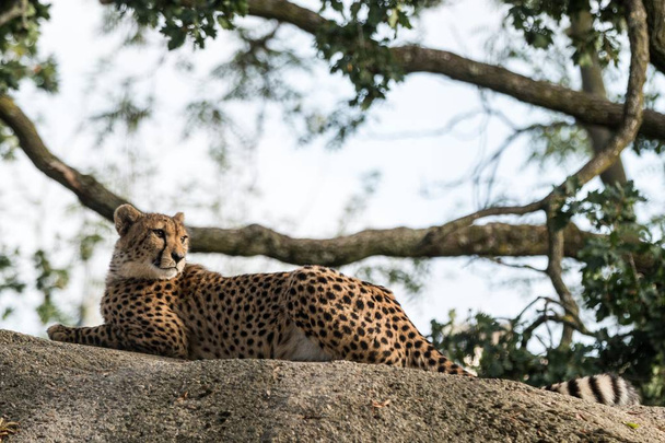 Gepard (acinonyx jubatus) liegt auf einem Felsen, schöne Katze in Gefangenschaft im Zoo, elegantes Raubtier, große schöne Katze aus Afrika - Foto, Bild