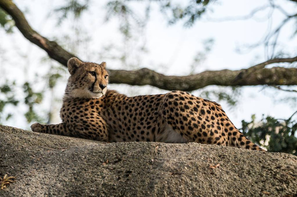 Cheetah (Acinonyx jubatus) descansa en una roca, hermoso gato en cautiverio en el zoológico, depredador elegante, gran gato hermoso de África
 - Foto, Imagen