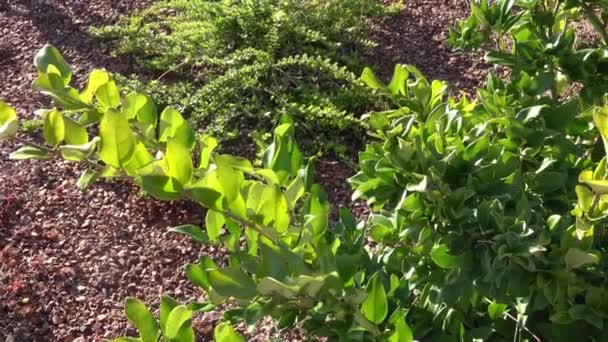 植物、低木と庭のベッドの新しい植栽。ガーデンデザイン - 映像、動画