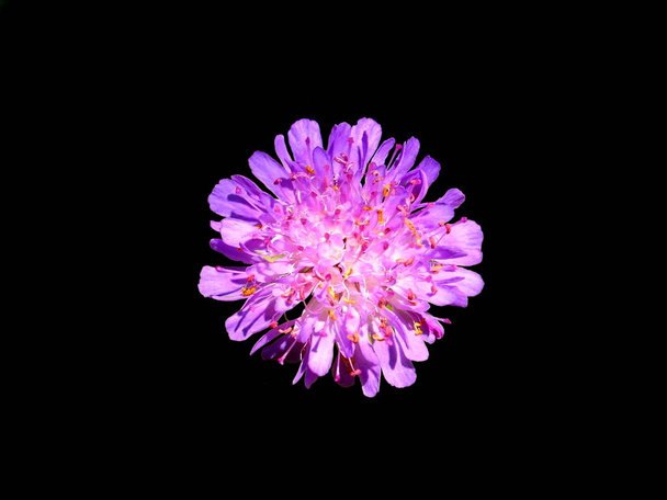Close up of a Field Scabius (Knautia arvensis) isolated on a black background - Photo, Image