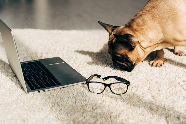 cute french bulldog smelling carpet near laptop and glasses  - Foto, Imagen