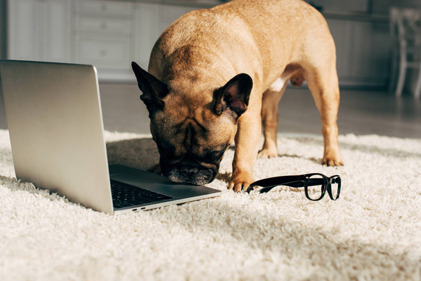 adorable french bulldog standing on carpet and smelling laptop near glasses  - Photo, Image