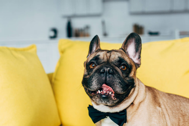 adorable french bulldog in black bow tie looking at camera  - Φωτογραφία, εικόνα