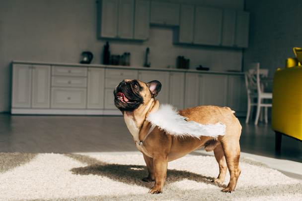 lindo bulldog francés en alas de ángel blanco de pie en la alfombra en casa
  - Foto, Imagen