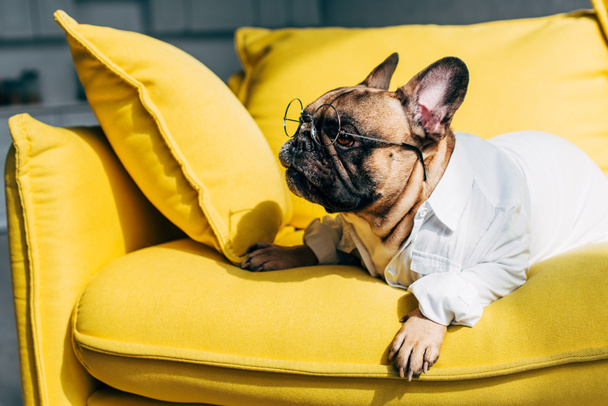 cute french bulldog in shirt and glasses lying on yellow sofa at home - Fotó, kép