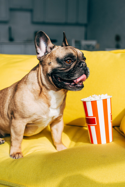 cute french bulldog sitting near tasty popcorn in bucket on yellow sofa  - Фото, зображення