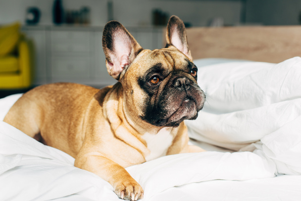adorable french bulldog lying on white bedding in modern bedroom  - Фото, изображение