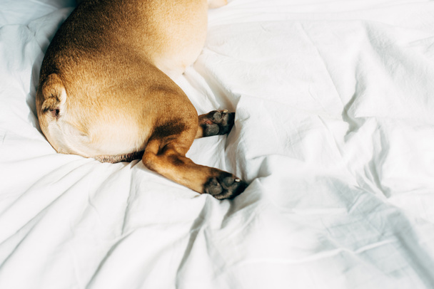 patas de lindo y pura raza bulldog francés acostado en ropa de cama blanca en casa
  - Foto, imagen