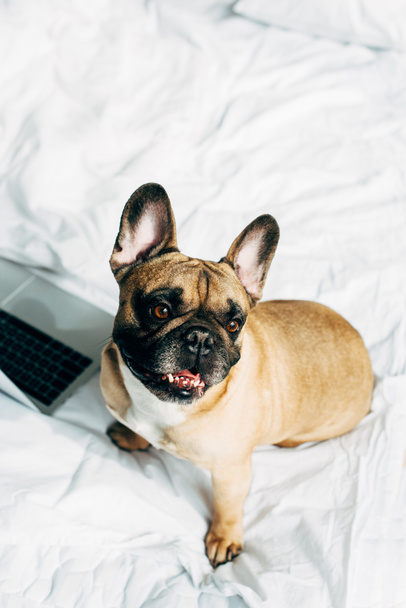 overhead view of cute french bulldog near laptop on white bedding at home  - Foto, Bild
