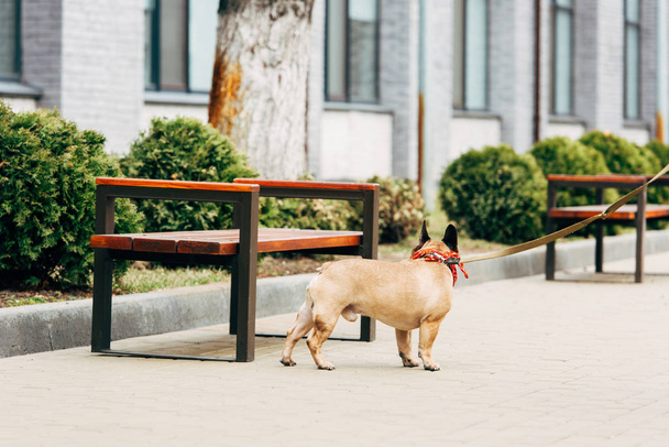 leashed purebred french bulldog standing near wooden benches  - Fotó, kép