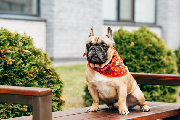 cute french bulldog wearing red scarf and sitting on wooden bench  - Photo, Image