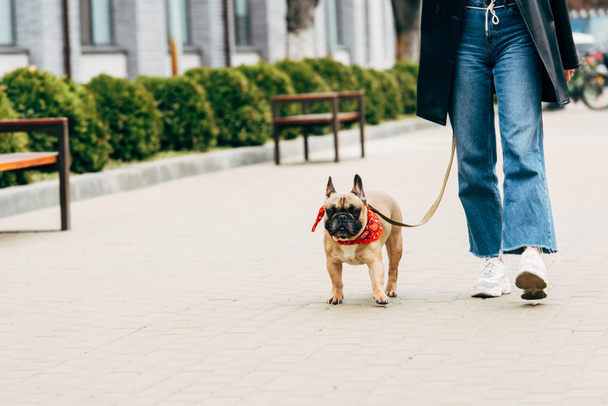cropped view of woman in jeans and white sneakers holding leash and walking with cute french bulldog  - Fotó, kép