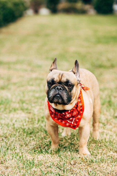 purebred french bulldog wearing red scarf and standing on green grass  - Zdjęcie, obraz
