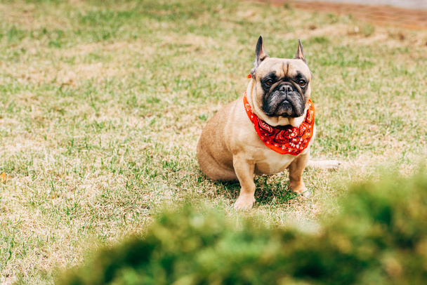 adorable pura raza bulldog francés en bufanda roja sentado sobre hierba verde
  - Foto, imagen