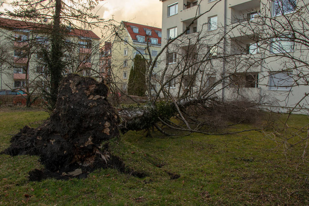 エベルハルトという深刻な嵐の後、根こそぎの木が家に落ちた - 写真・画像