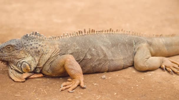 Close up shot of an orange iguana in desertic landscape. Cinematic shot. - Materiał filmowy, wideo