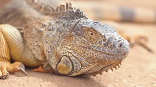 Close up shot of an orange iguana in desertic landscape. Cinematic shot. - Footage, Video