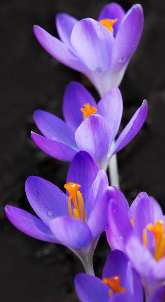 Macro shot de crocus violet dans le jardin de printemps. Fond de Pâques. - Photo, image