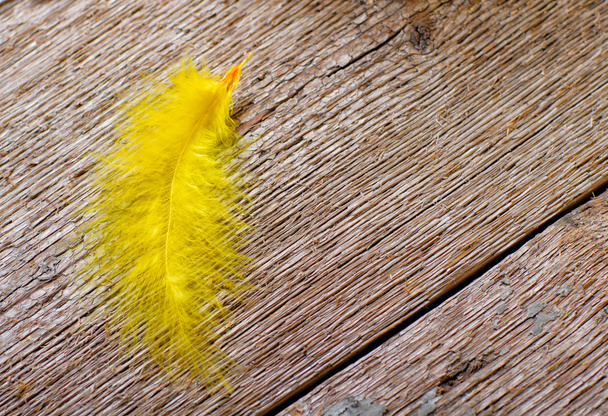 Pluma amarilla
 - Foto, Imagen