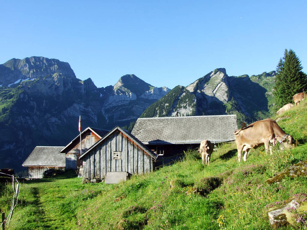 Сільська традиційна архітектура і тваринницькі ферми на схилах Alviergruppe хребта-кантону Санкт-Галлен, Швейцарія - Фото, зображення