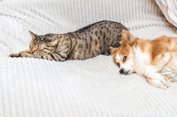 kočka spí na posteli, pes leží vedle něj. Pojem pes a kočka v bytě. - Fotografie, Obrázek
