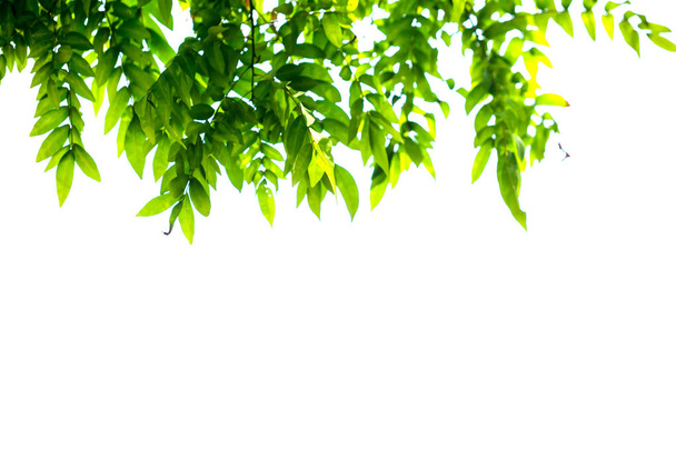 hojas y ramas verdes aisladas sobre fondo blanco para abstra
 - Foto, Imagen
