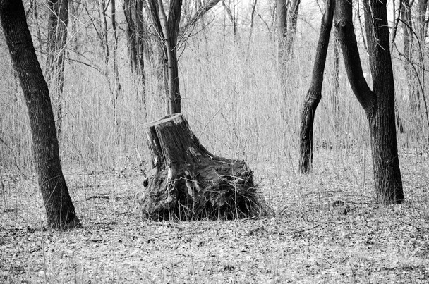 Текстура дерева, кора в парке в центре города в течение дня
 - Фото, изображение
