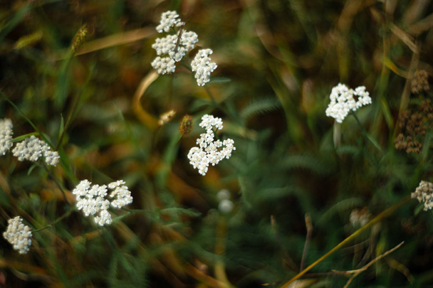 Yarrow closeup with blurred background. - Photo, Image