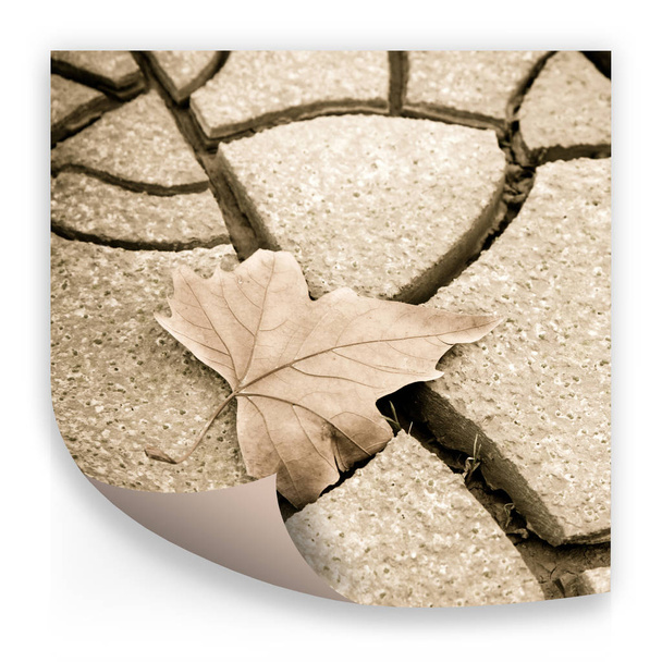 isoliertes trockenes Blatt auf trockenem Boden - Konzeptbild - Foto, Bild