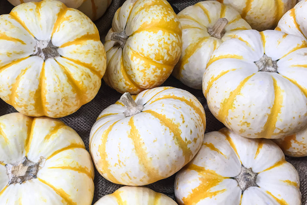 White and Yellow Mini Pumpkins - Photo, Image