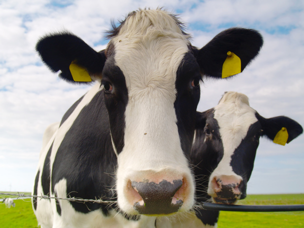 Vacas em pastagens
 - Foto, Imagem