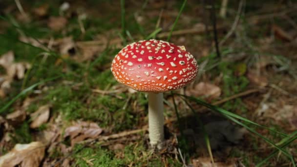 LOW MOTION CLOSE UP: Grande fungo velenoso rosso amantia muscaria che cresce su un terreno muschiato in autunno. Fungo mortale in una tranquilla foresta autunnale. Bellissimi funghi corallini che germogliano su un terreno forestale fertile
 - Filmati, video