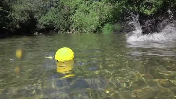 スローモーションクローズアップエネルギッシュな子犬は、黄色のボールを取得し、水を飛び散らすために冷たい森の川の水に実行されます。光沢のある濡れた黒い毛皮を持つ若い犬は、晴れた天候で冷やすために深い流れにジャンプします - 映像、動画