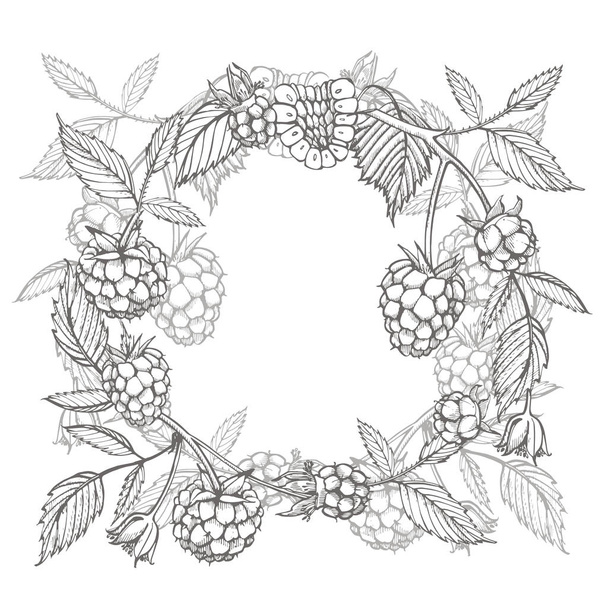 Hand drawn raspberry set isolated on white background. Retro sketch style graphic illustration. - Фото, изображение