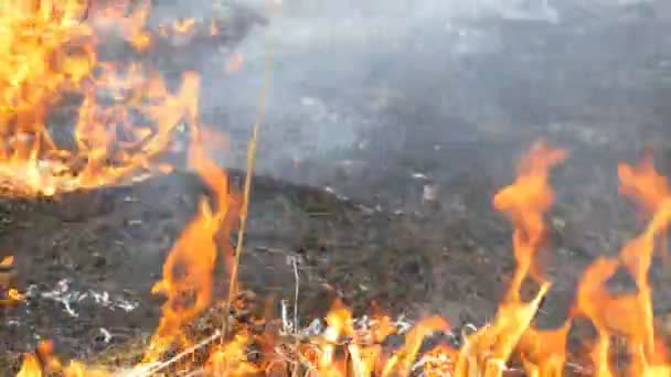 Veszélyes vadon élő tüzet a természetben, ég száraz füvet. Égetett fekete fű erdei tisztán - Felvétel, videó
