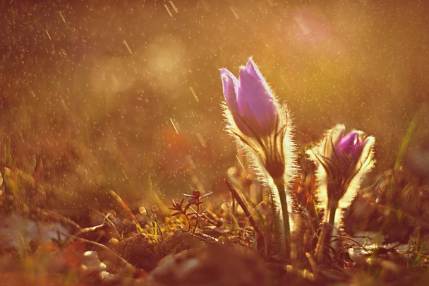 Jarní pozadí s květinami na louce. Krásný kvetoucí pas - Fotografie, Obrázek